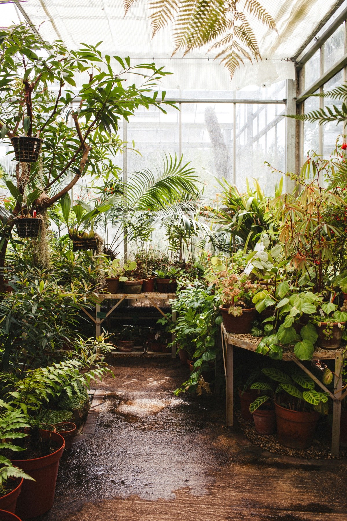 Intérieur d'une serre garnie de plantes en pot